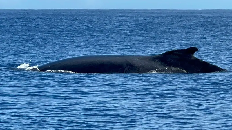 Le dos d’une baleine qui fend la surface au large