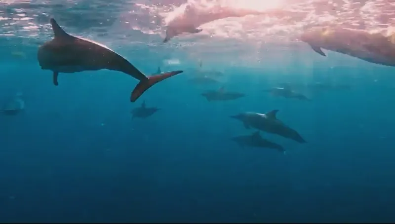 Dauphins à long bec sous l’eau, dans le bleu de la baie