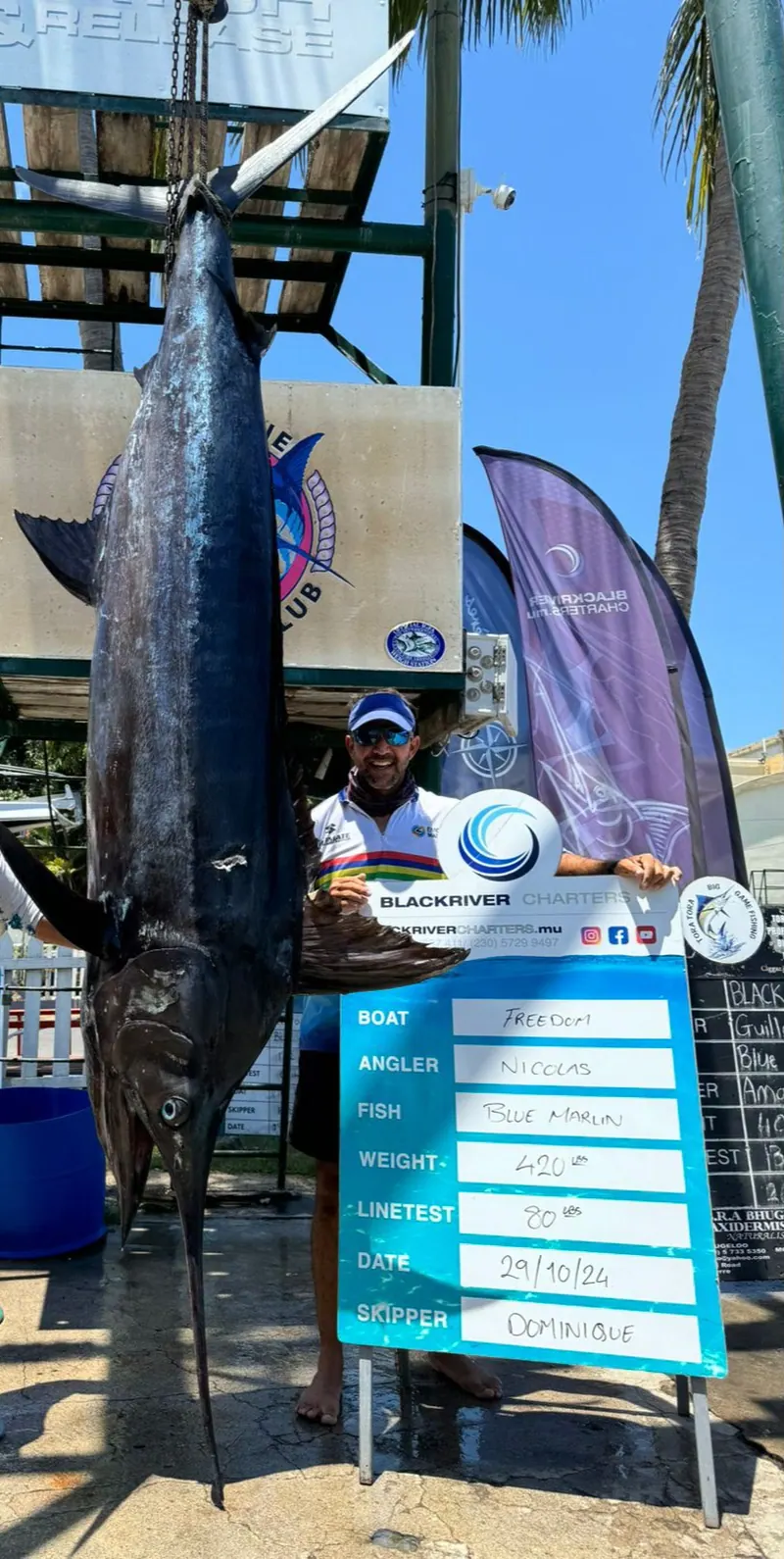 Un marlin bleu de 420 livres au quai de pesée de Black River ; l’ardoise indique le bateau FreeDom et le skipper Dominique, le 29 octobre 2024
