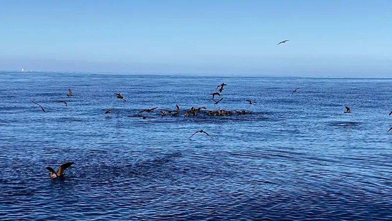 Des oiseaux marins chassent au-dessus d’un banc de poissons, au large